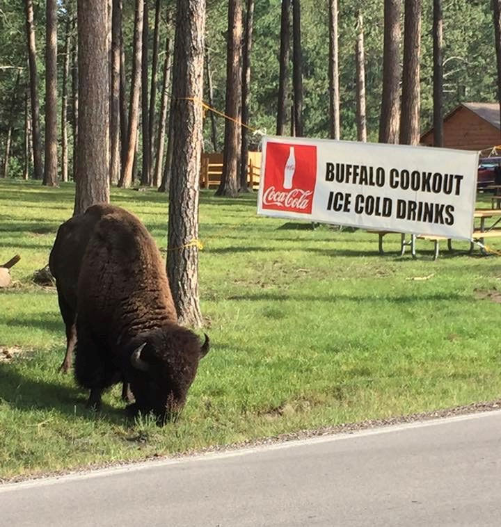 Buffalo cookout